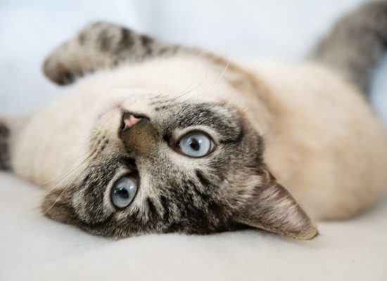 Chat-relax Chat-relax