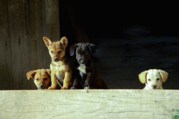 quatuor-chiots quatuor-chiots